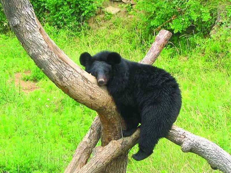 青岛森林野生动物世界成人票